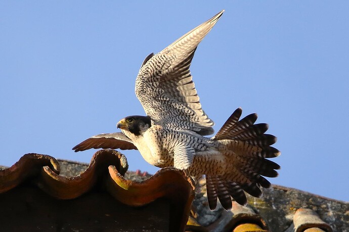 Falco abends 2a