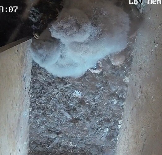 Screenshot_20240805_073938_Chrome