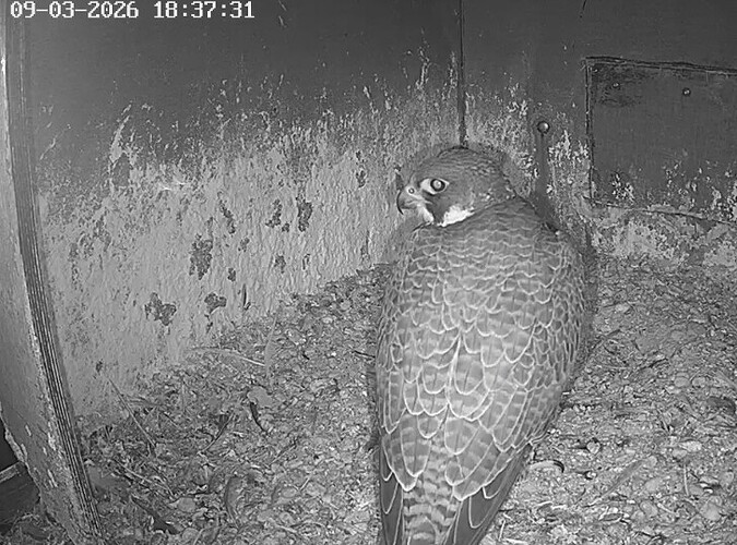 Screenshot_20260309_183106_Chrome