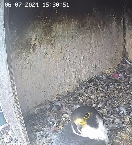 Screenshot_20240706_162704_Chrome