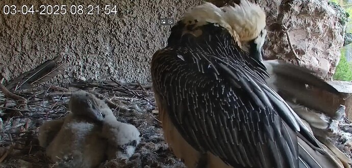 Gefiederpflege 03.04.25