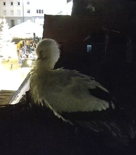 Screenshot_20241207-191412_DuckDuckGo