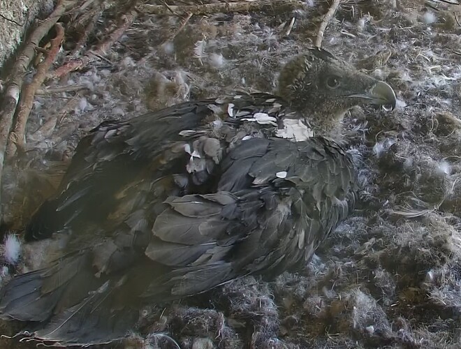 müde Augen 1 10.05.24