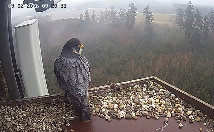 Screenshot_20260209_092010_Chrome