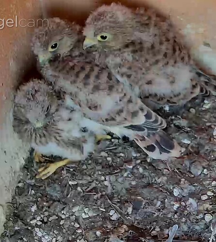 Screenshot_20240610-173247~2