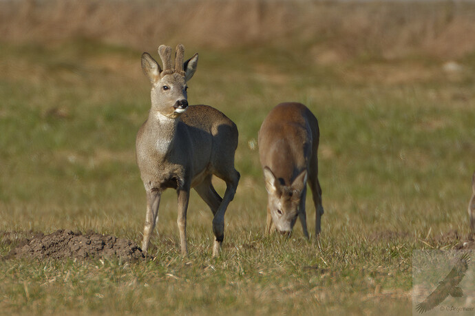 _MG_7571_DxO