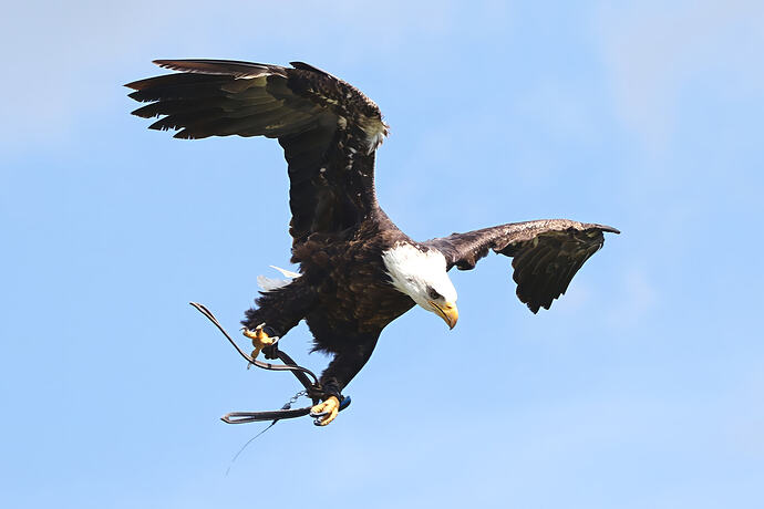 Weißkopfseeadler