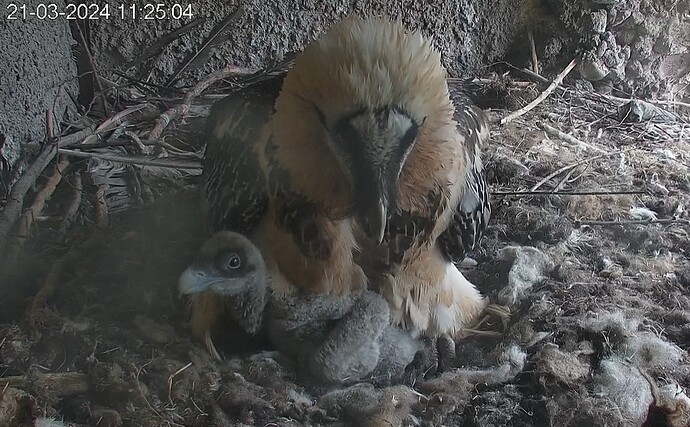 Aus dem Tiefschlaf erwacht 21.10.24