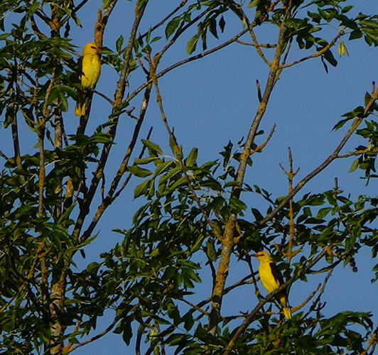 DSC06994
