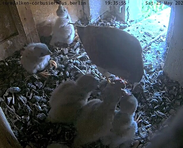 VideoCapture_20240525-213305