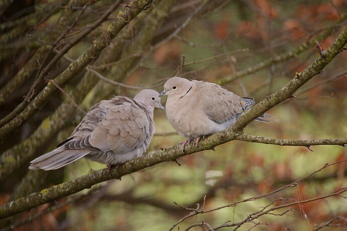 uuid=00000000-0000-0000-0000-000000002106&library=1&type=1&mode=1&loc=true&cap=true