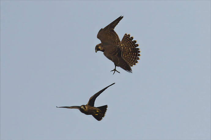 Jungfalken abends 1a