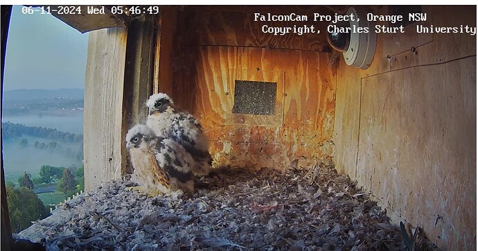 Screenshot 2024-11-05 194746