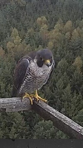 Screenshot_20230913_064002_Chrome