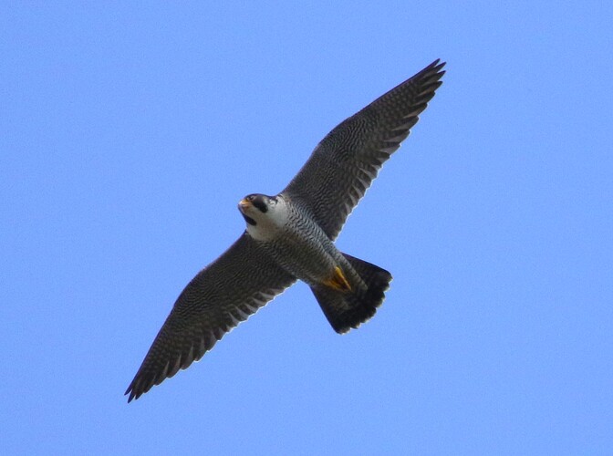 Falco Suchflug