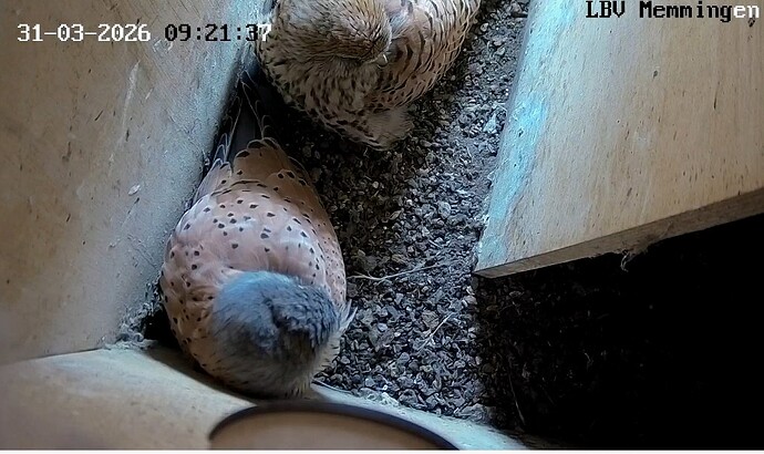 Screenshot_2026-03-31-09-25-22-353_com.android.chrome~2