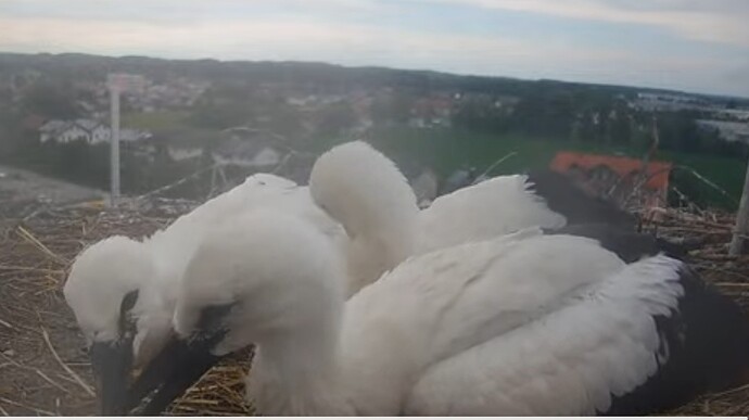 Screenshot_20240701_174657_YouTube