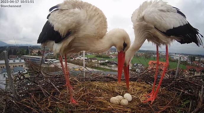 2023-04-17 10_59_01-LIVE Storchennest Freilassing - YouTube und 6 weitere Seiten - Persönlich – Micr