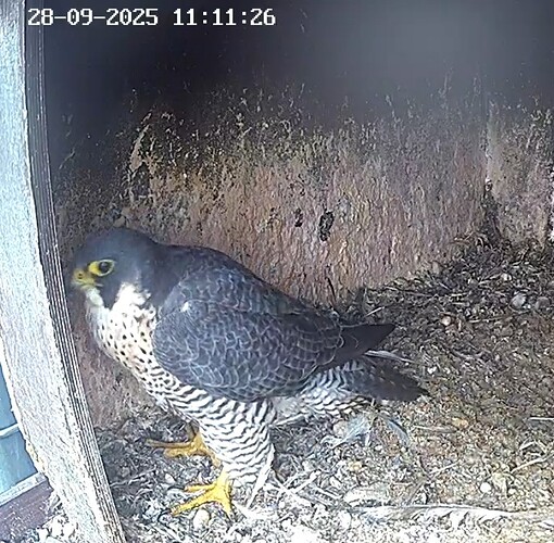 Screenshot_2025-09-28-12-05-49-865_com.android.chrome