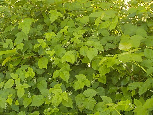 DSCN4850