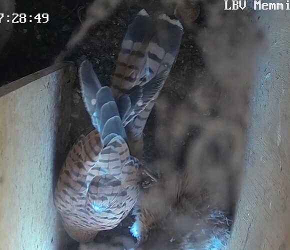 Screenshot_20240806_073235_Chrome