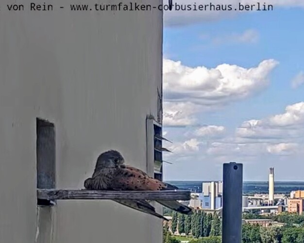 Screenshot_2024-08-11-20-11-47-270_com.google.android.youtube