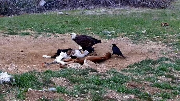 CCBS_230407_BaldEagle_bluejays_calves