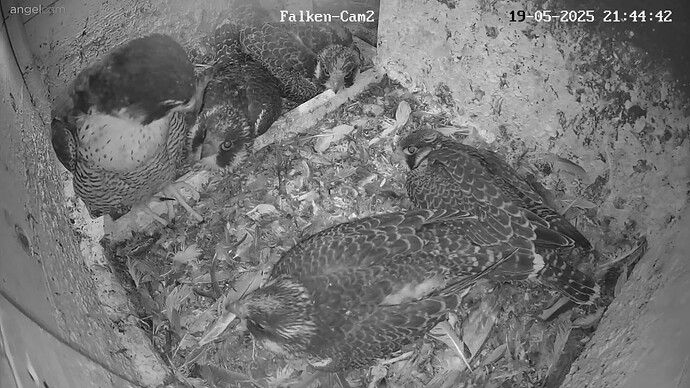 Wanda mit ihrer Bande