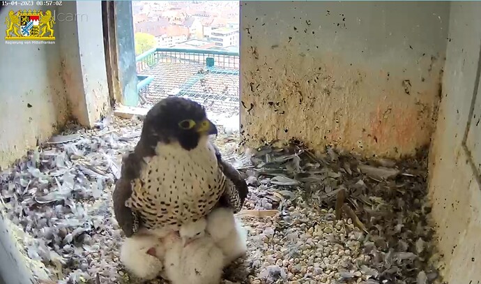 Screenshot_20230415-085726_Samsung Internet