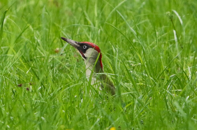 Grünspecht