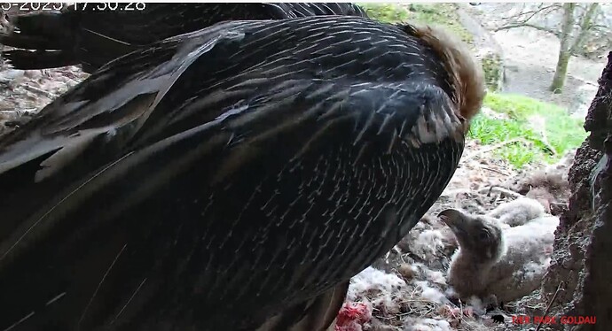 Bartili wird umsorgt 30.03.25