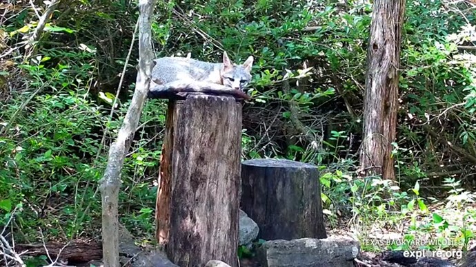 txfx_230608_fx_resting