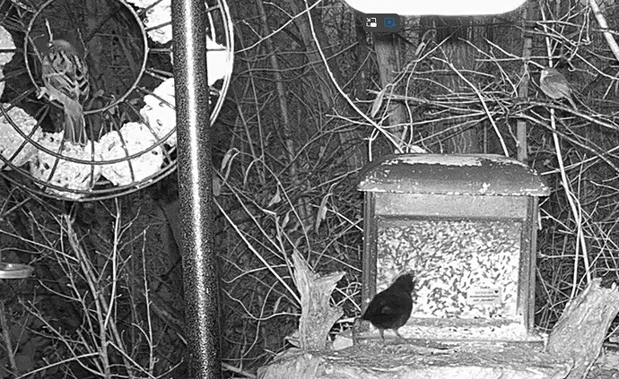 Amsel, Robin u. Spatz 12.12.24