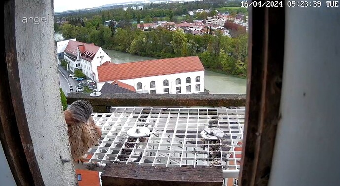 Screenshot_20240416_092357_Chrome