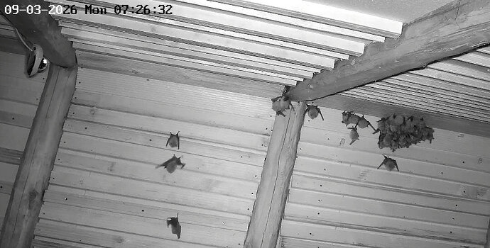 2026-03-09_1 ab 7.00 Cluster am frühen Morgen