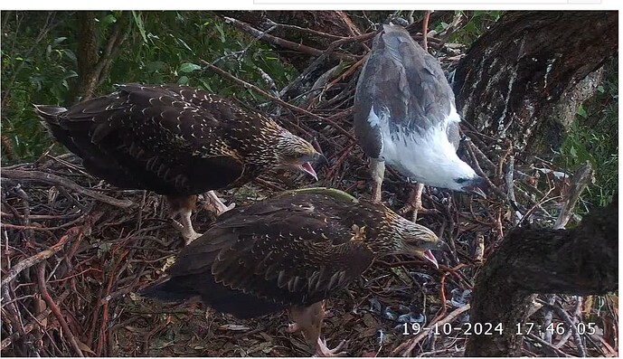 Screenshot 2024-10-19 114411