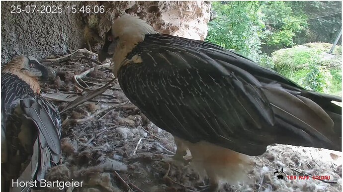 Screenshot_20250725-154731~2