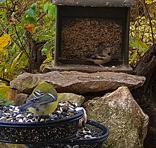 Kerni und Kohli 13.11.24