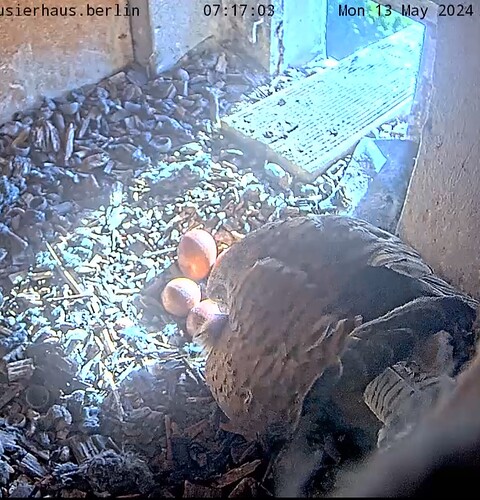 Screenshot_20240513_071730_Chrome