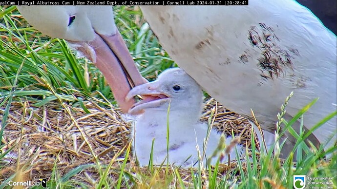 Screenshot_2024-01-31-08-29-08-860_com.google.android.youtube