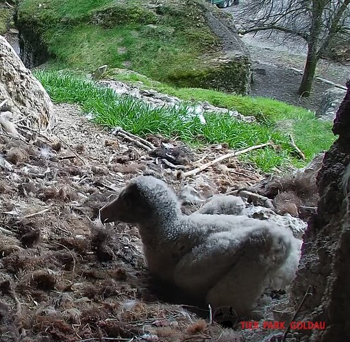 Screenshot_2025-03-30-16-15-39-914_com.android.chrome