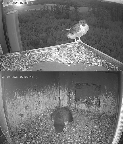 Screenshot_20260223_070111_Chrome