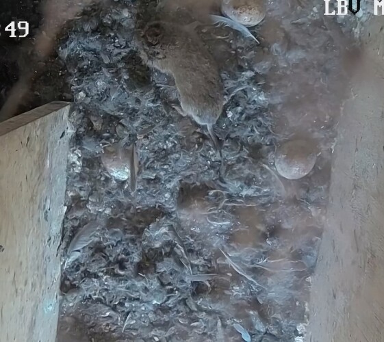 Screenshot_20240805_110544_Chrome