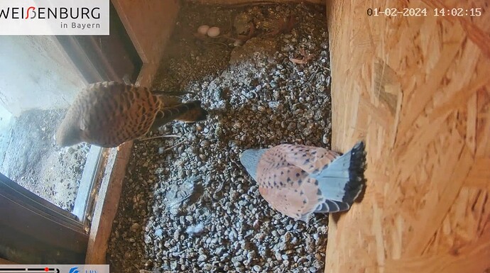 Screenshot_2024-02-01-14-23-08-144_com.google.android.youtube