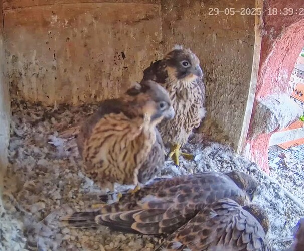 Screenshot_2025-05-29-18-52-51-799_com.google.android.youtube