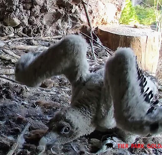 Screenshot_2025-04-03-18-33-57-998_com.android.chrome