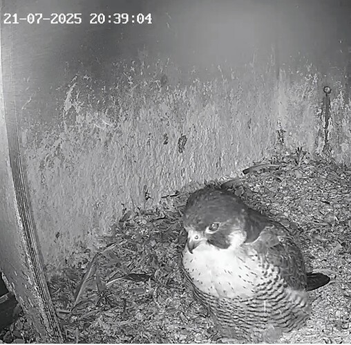 Screenshot_2025-07-21-21-33-37-510_com.android.chrome