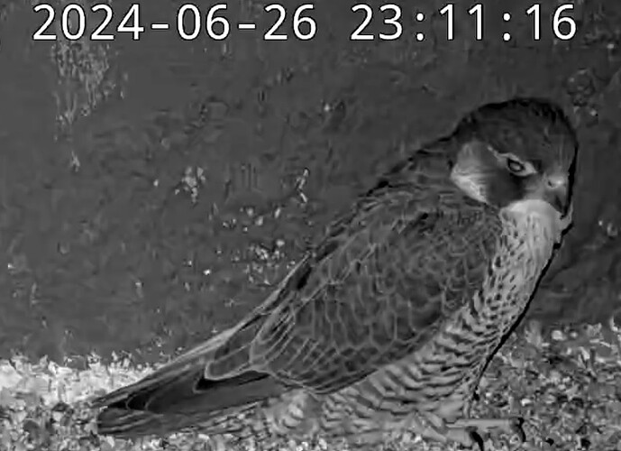 Screenshot_2024-06-26-23-11-33-748_com.android.chrome