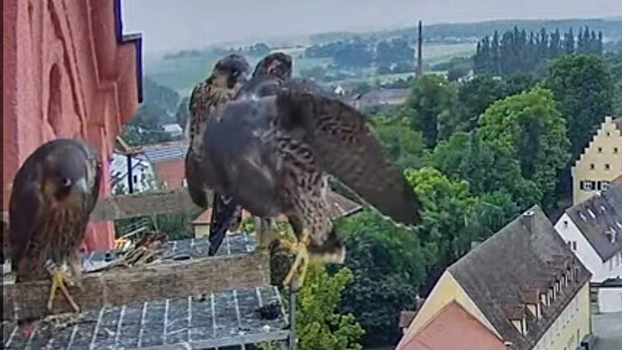 Screenshot_2025-06-03-05-23-45-179_com.google.android.youtube