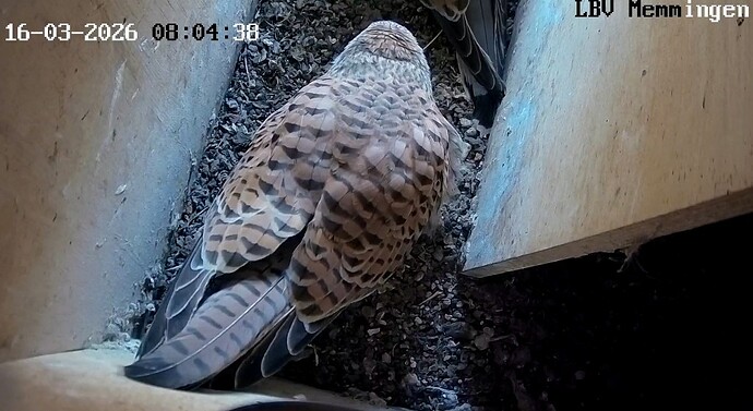 Screenshot_2026-03-16-07-09-56-812_com.android.chrome~2